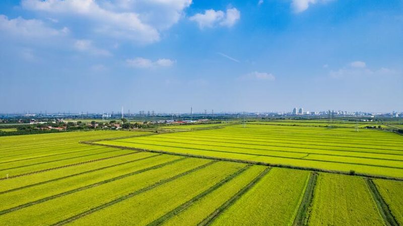 屋顶果园灌溉系统：如何构建高效节水灌溉体系**