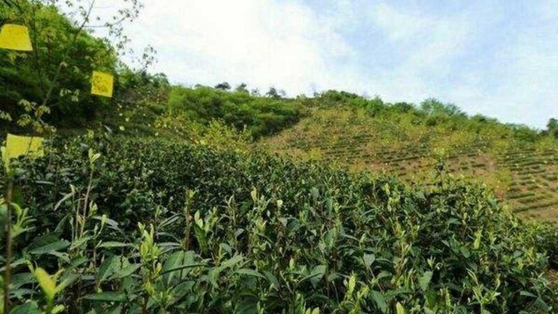 北京单位食堂蔬菜配送供应商推荐