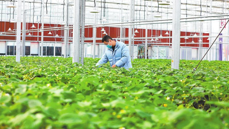 农产品批发供应链管理规范流程：从田间到档口的效率密码