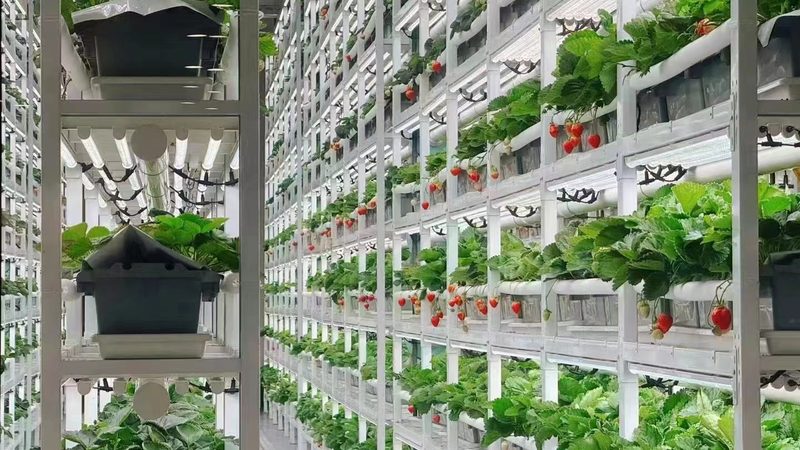 智慧农场小型化定制方案：打造精准农业的未来